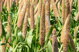 Benefits of Pearl Millet