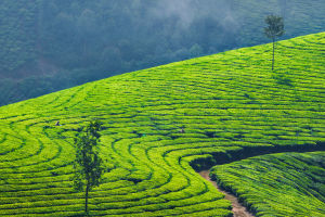 Munnar's Tea Paradise