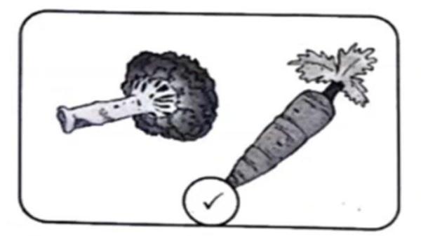 gambar Bahasa Inggris soal4
