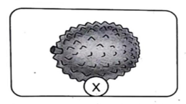 gambar Bahasa Inggris soal5