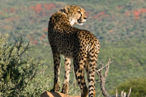 Cheetah Speed Secrets