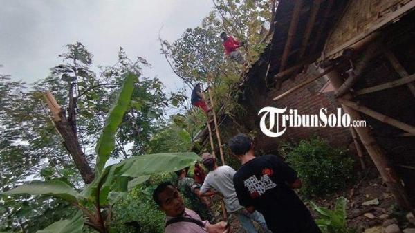 Potret pohon jati yang menimpa rumah Mbah Sutris