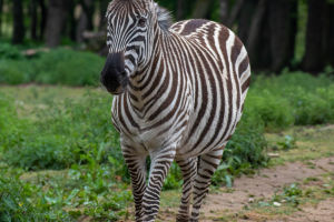 Plains Zebra Popularity