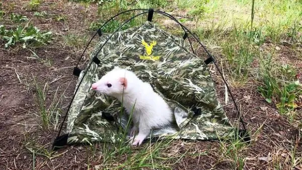 Musang Hiking