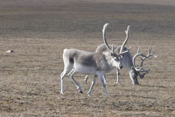 Caribou Peary