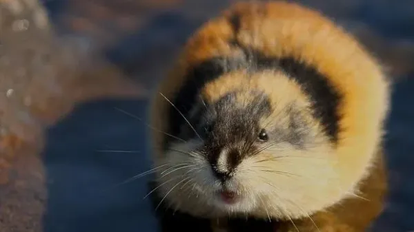 Lemming hewan pengerat mirip hamster
