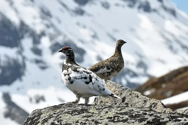 Burung Ptarmigan