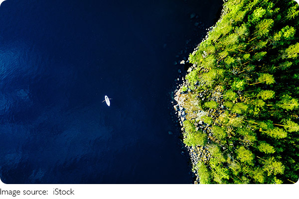 Лес — дыхание планеты