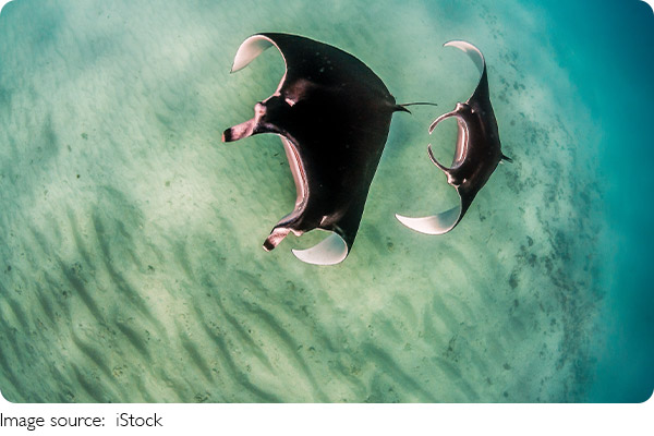 世界の海洋の日