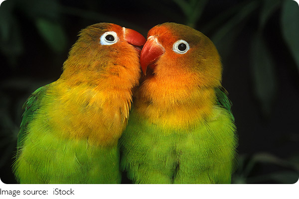L’amour miroir