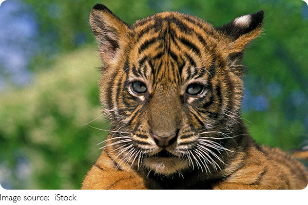 Tigers: Key to Ecosystems!