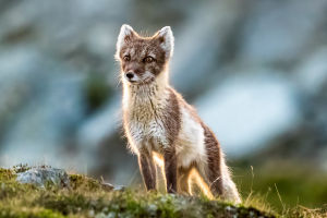 Arctic Fox Wonders