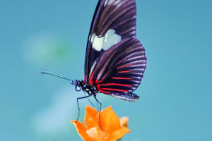 Amazing Butterfly Facts