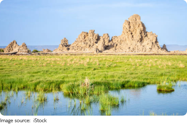 Wetland Plants Filter Water