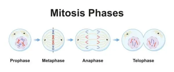 Ilustrasi tahapan mitosis, pembentukan dua inti sel anak dari satu inti sel induk.
