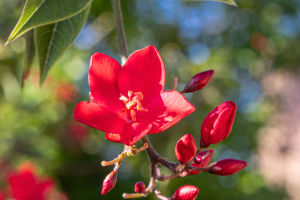 Jatropha Integerrima