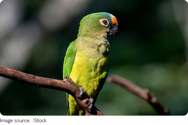 Voo das aves