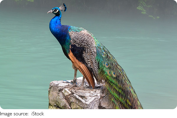 Rahasia Burung Merak