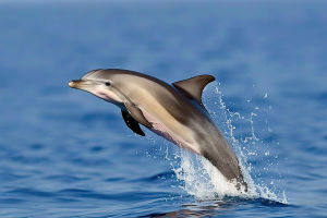 Dolphins in Saudi