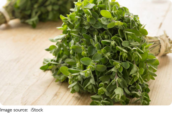 Effects of Oregano