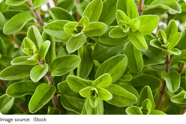 Effects of Oregano
