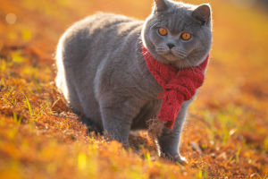 The Hidden World of Cats