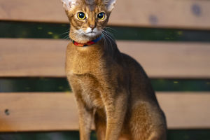 Abyssinians: 8 Amazing Facts