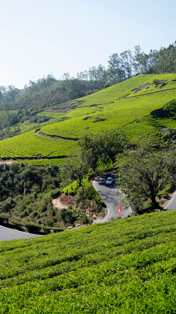 Munnar Kerala: Amazing Guide