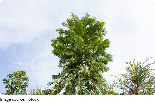 Trees vs. Climate Change
