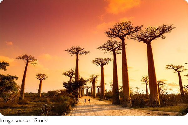 Meet the Baobab