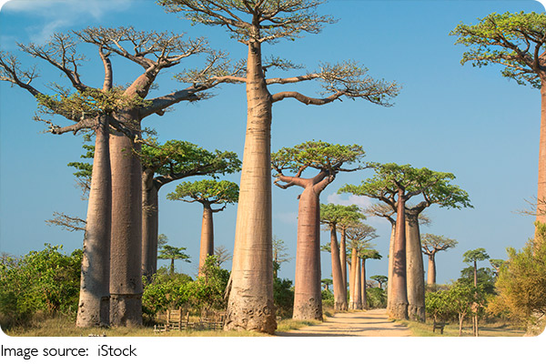 Majestätischer Baobab