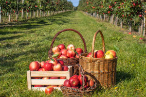 Apples Benefits
