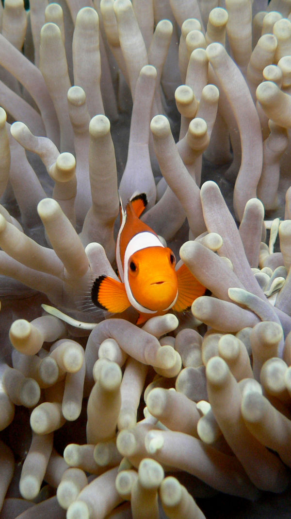 Natural Symbiosis