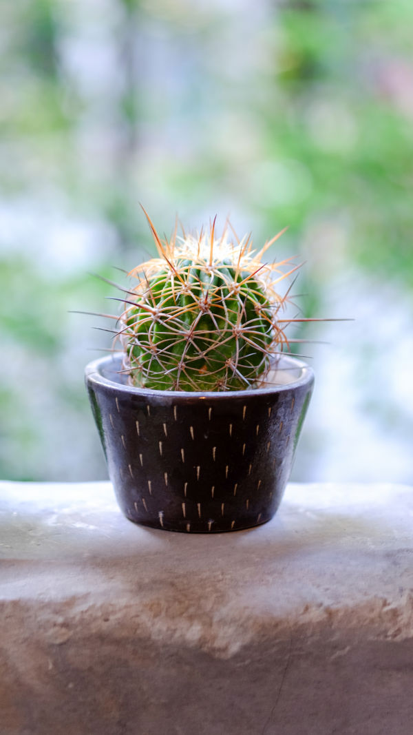 Cactus Care Tips