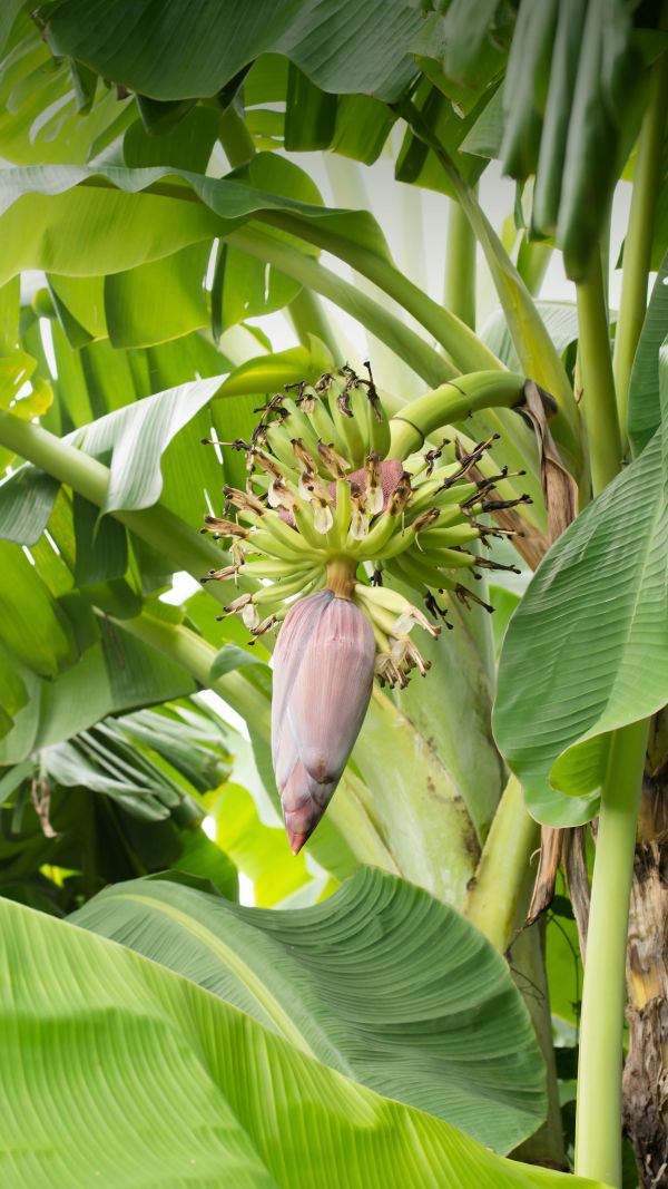 Banana Blossom Wonders