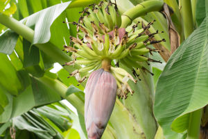 Banana Blossom Wonders