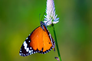Nature's Flying Jewels