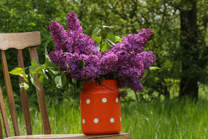 About Lilac Bushes