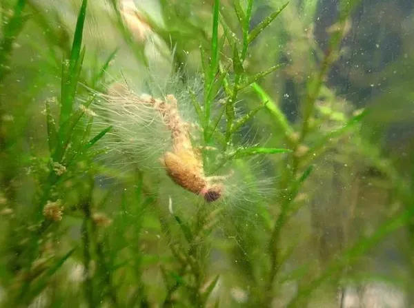 Contoh jamur air (water mold) di larva lalat capung mati.