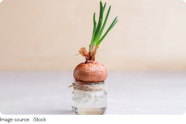 White vs. Green Scallions