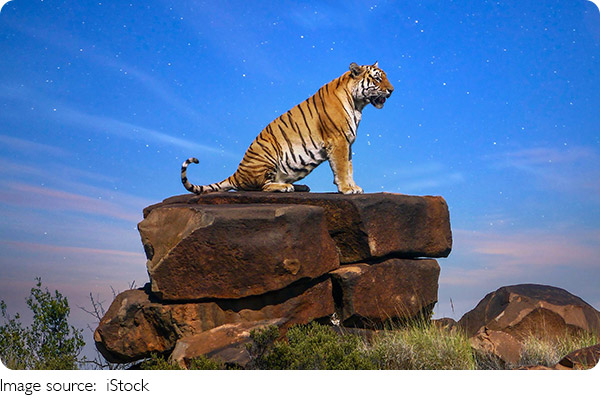 Tigers: Key to Ecosystems!