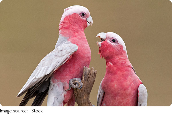 Personnalités à plumes