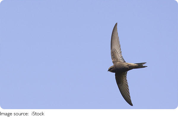 Bí Ẩn Hành Trình Chim Di Cư