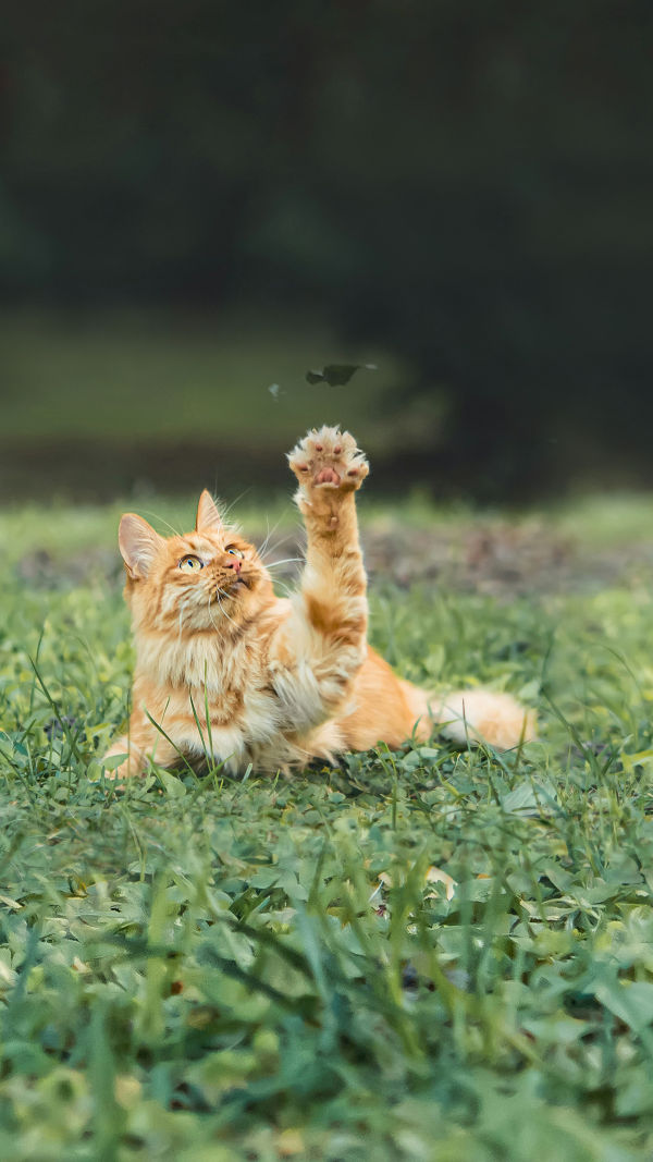 Cat Care Tips