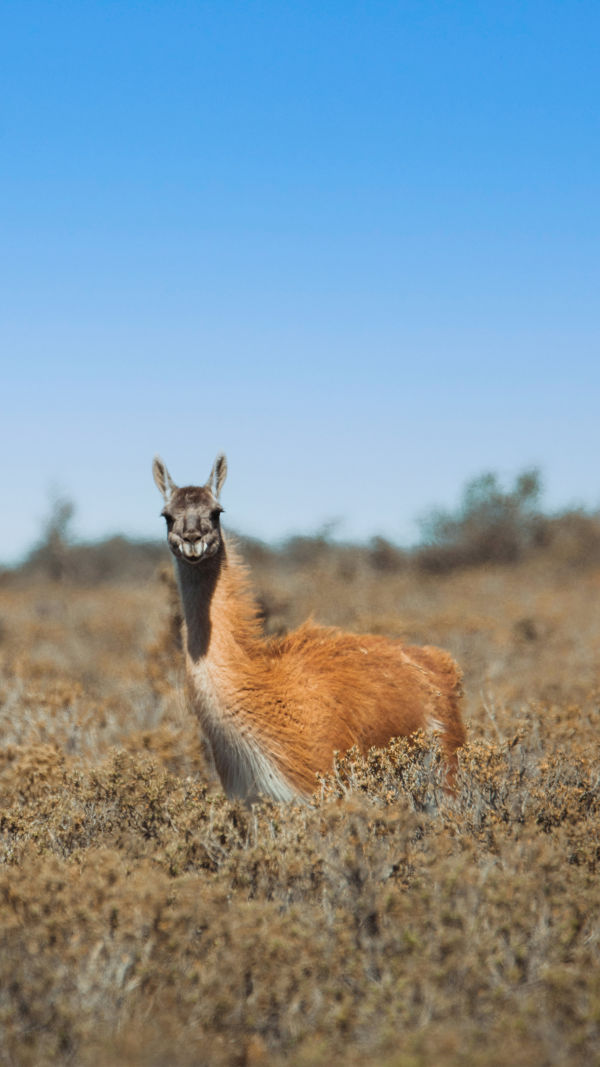 Facts About Alpacas