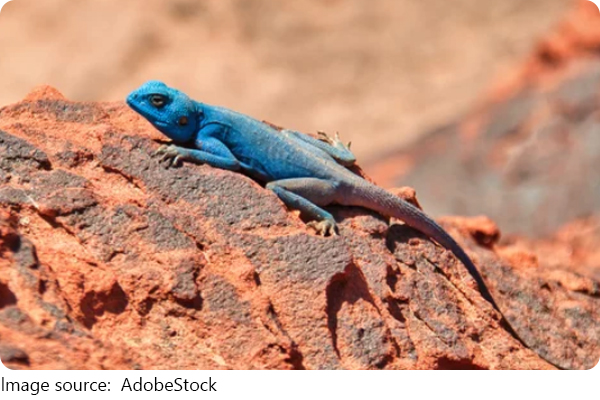 Cara Bertahan Hidup Hewan