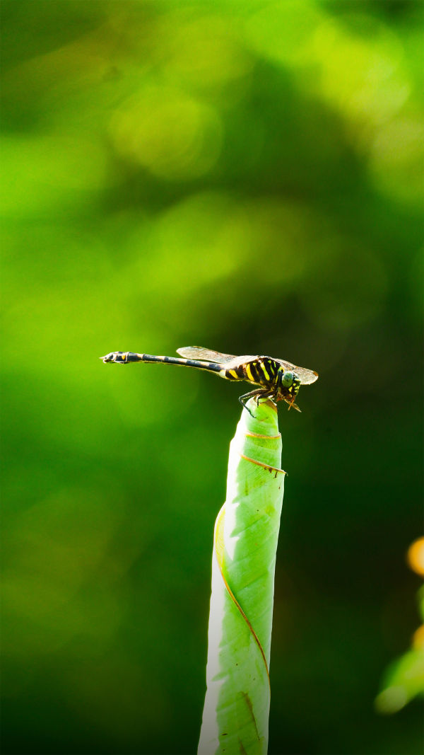 Incredible Dragonfly Facts