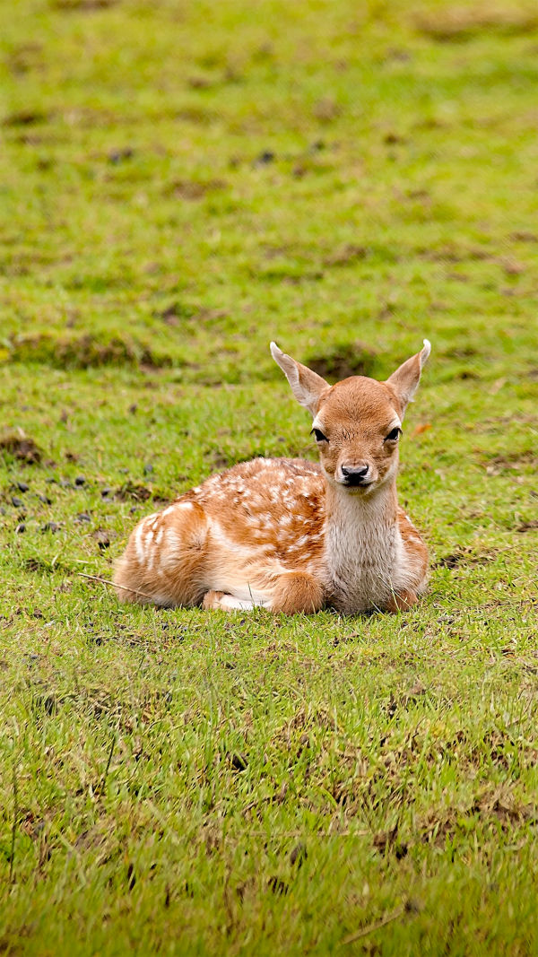 Sika Deer Facts