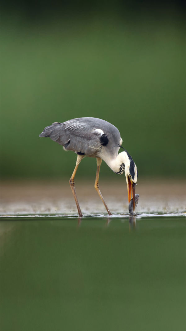 Wonderful Grey Heron