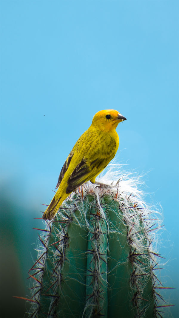 Saffron Finch Facts